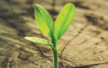 Award Pic Sustainability