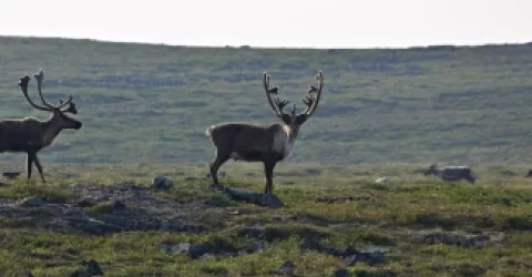 Caribou Management Strategies