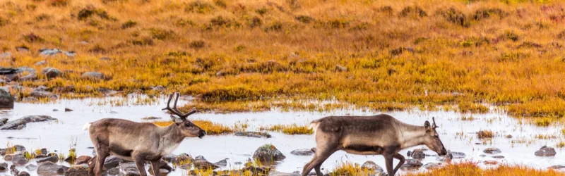 Caribou